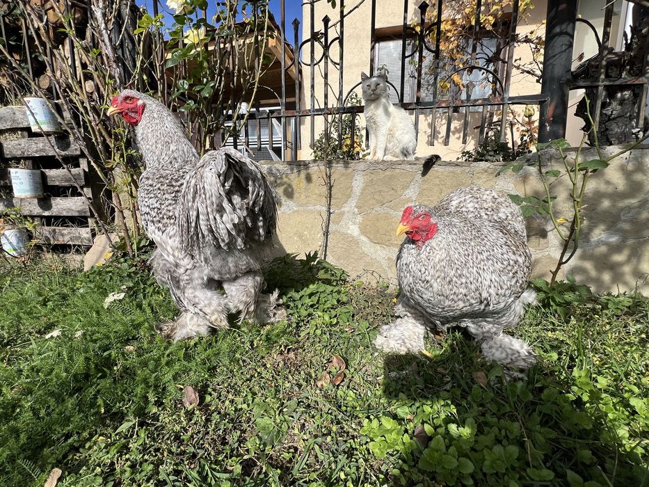 Продавам петли порода Брама – кукувича и сплаш