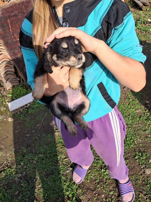 Американски Кокерчета