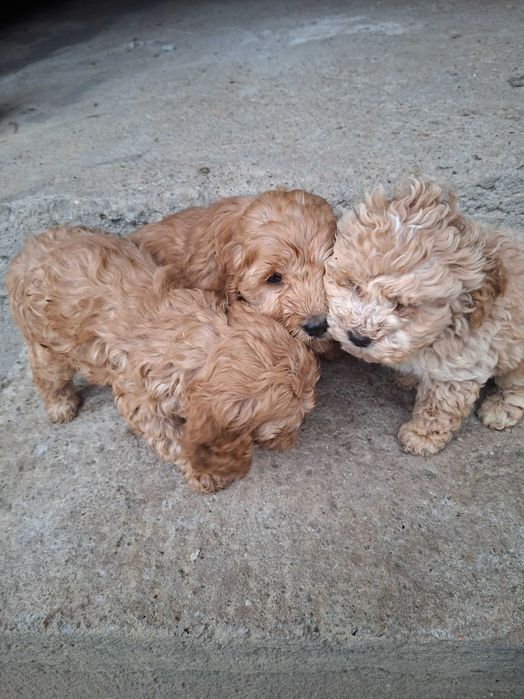 Кучета за трюфели порода лагото кокер вече имат интерет към гъбата