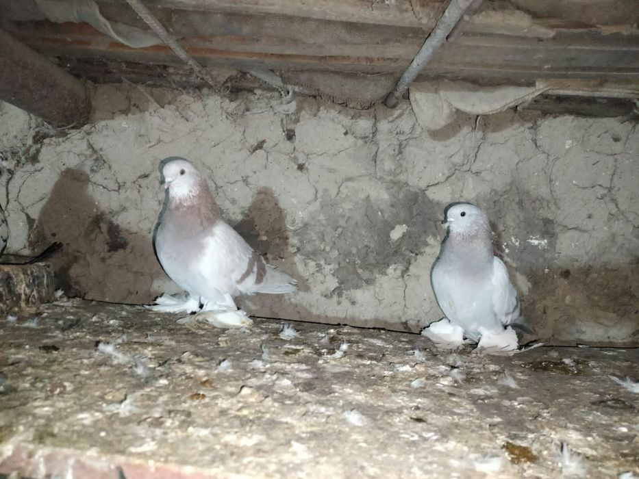 голуба  продются за 1шт 15000 теңге