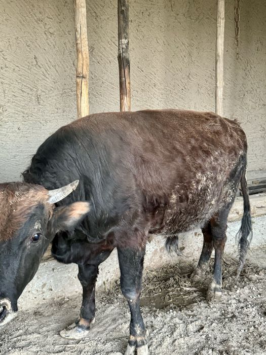 Бука таййор 1000% соглом