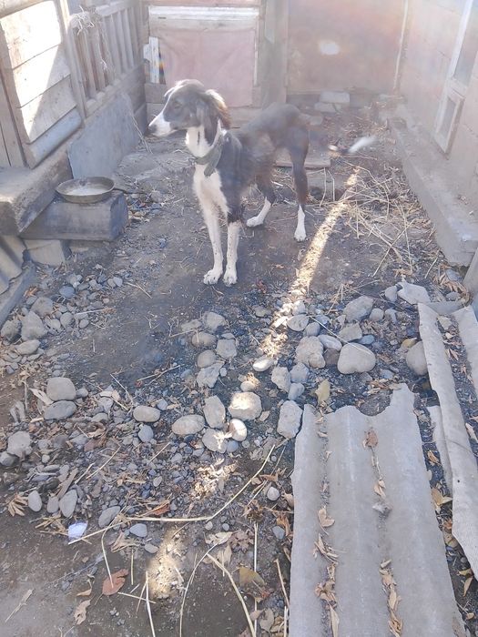 Собака породы тазы