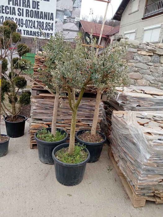 Măslini rezistenți la frig