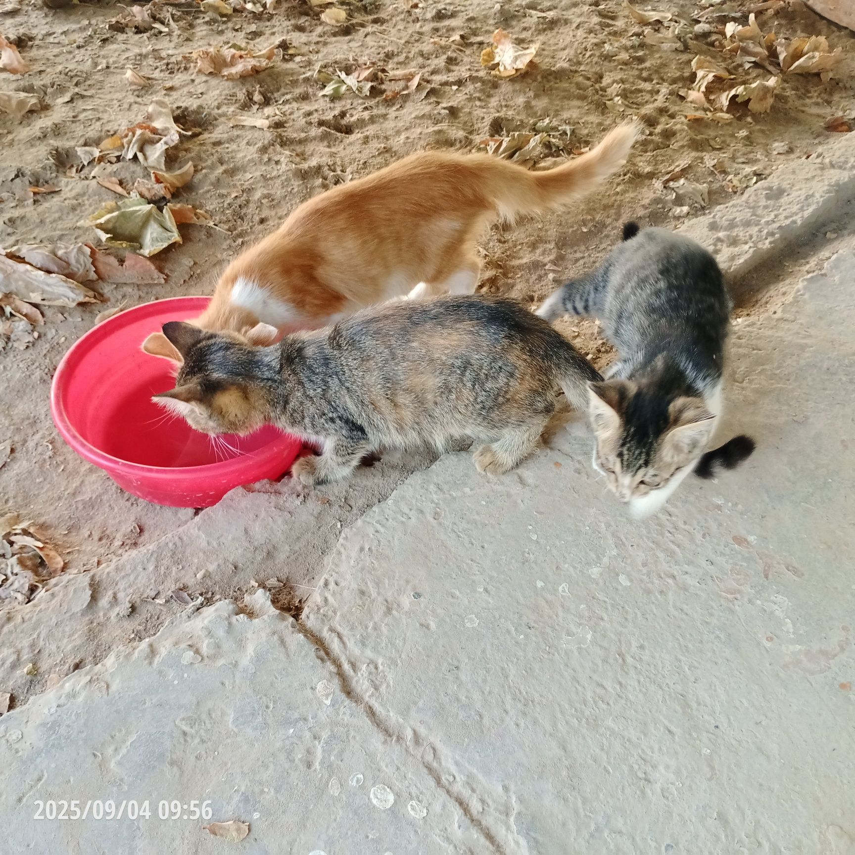 Отдам котят в добрые руки.