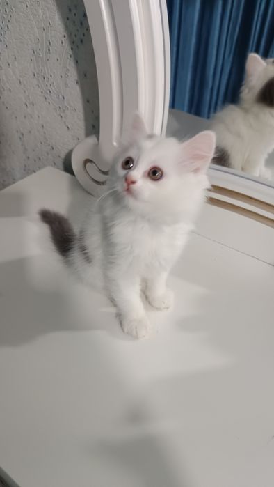 Продаётся котёнок скотиш страйт хайленд