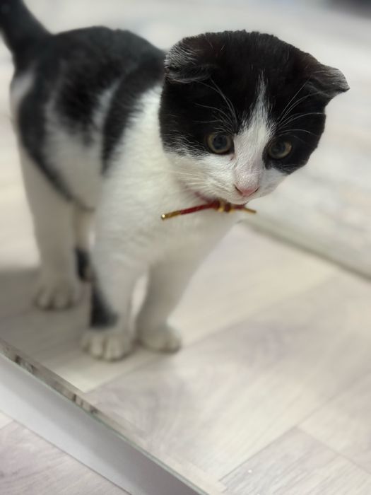 Мысык сатыладыыы