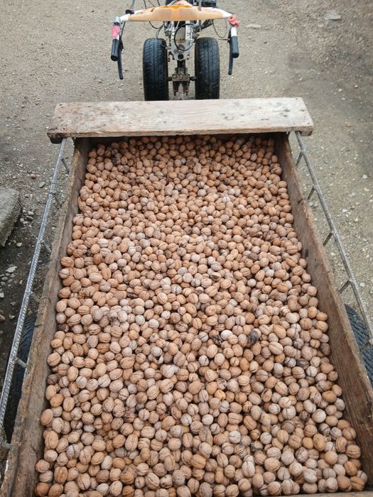 Nuci in coaja se dau toate grămadă cantitate 80 kg plus minus