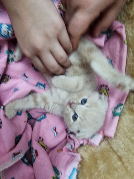 Продаёться котёнок