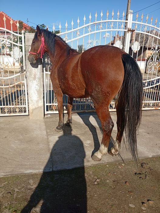 Vand cârlană  cuminte și fara narav