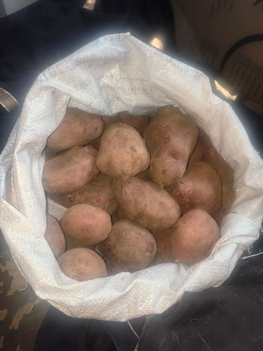 продам картофель