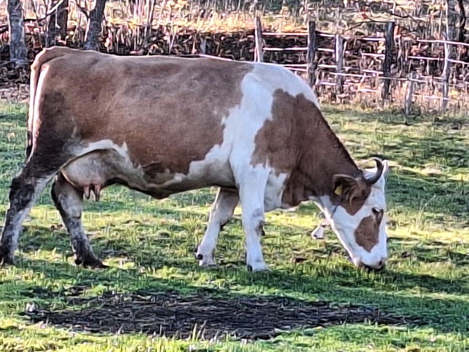 Vacă cu lapte  de vânzare