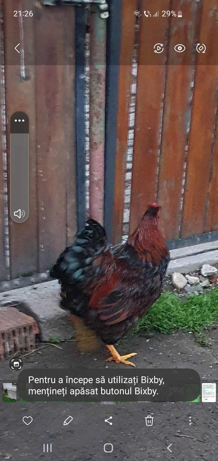 Cocoș.  wyandotte