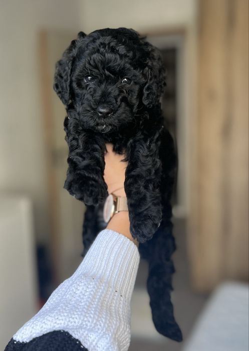 Пудел мини / Poodle