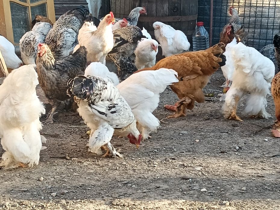 Vând cocoși Brahma