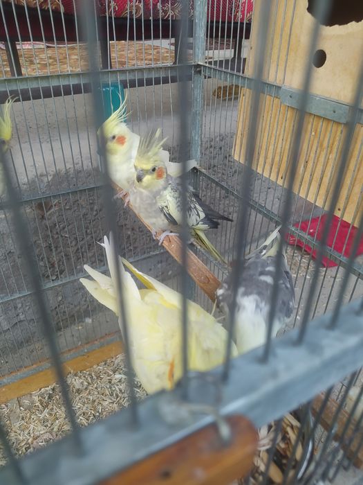 Семь корелл с клеткой