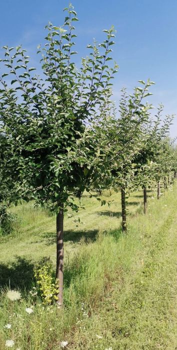 Servicii tăieri pomi, viță de vie, arbuști și arbori ornamentali