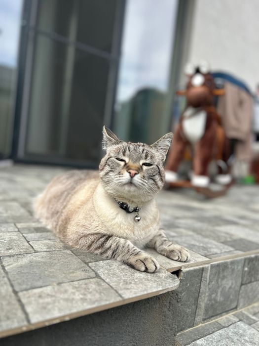 Donez pisică adultă