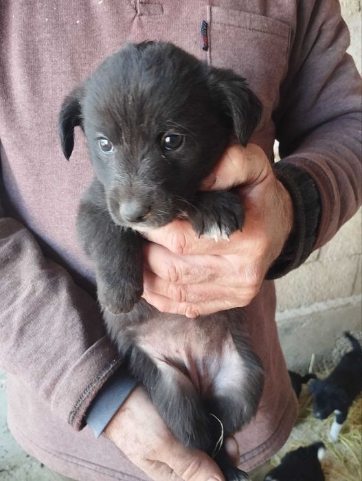 Отдам щенят бесплатно