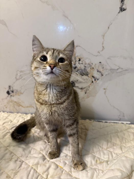 Отдам кошечку в добрые руки