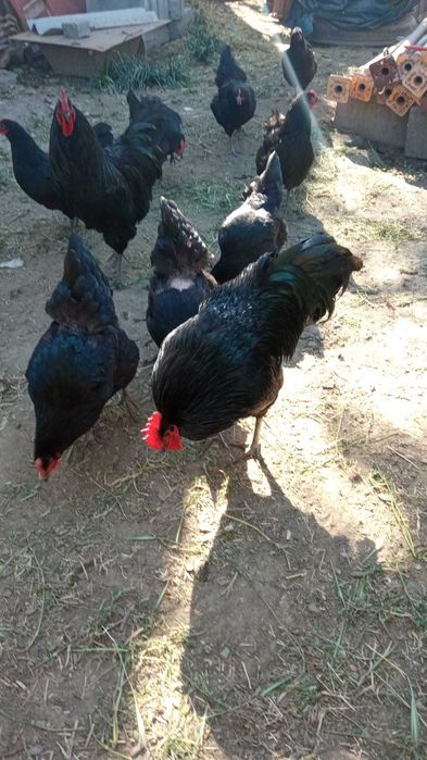 Găini rasa Australorp și rasa Brahma