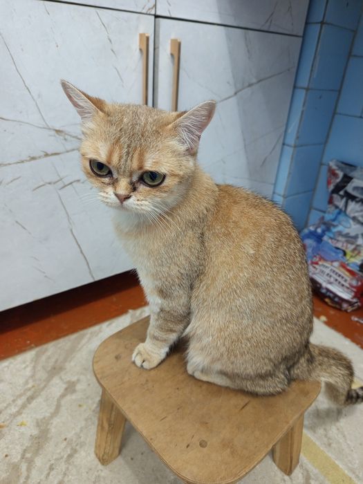 Кошечка пародистая золотая шиншила