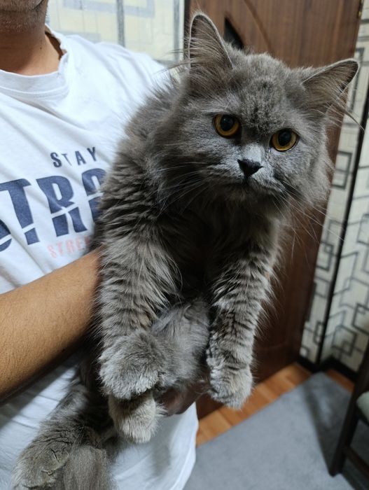 Продам скоттиш хэйланд