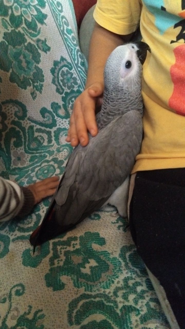 Говорящий Ручной Жако КОНГО