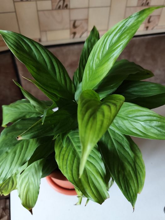 Цветок - женское счастье