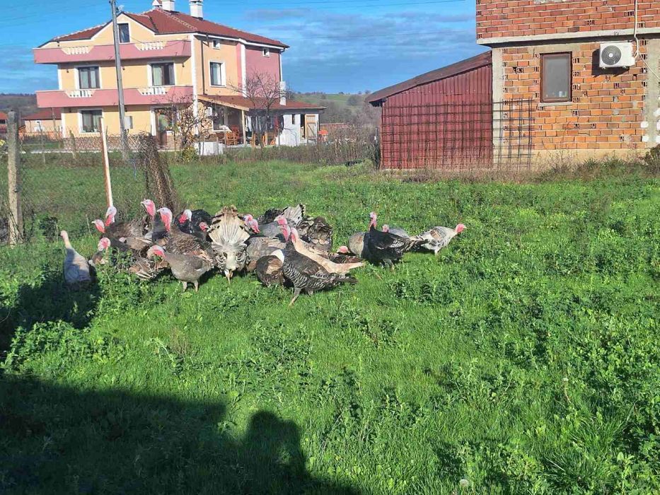 Домашни селски пуйки