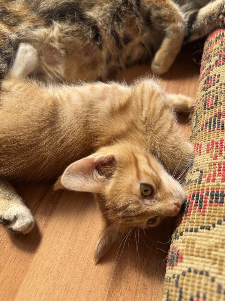 Отдам котят в добрые руки