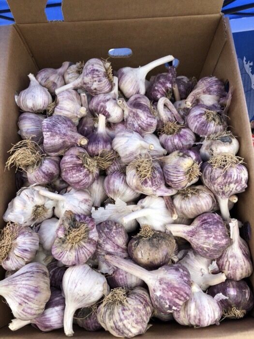 Usturoi pentru mezeluri si murat