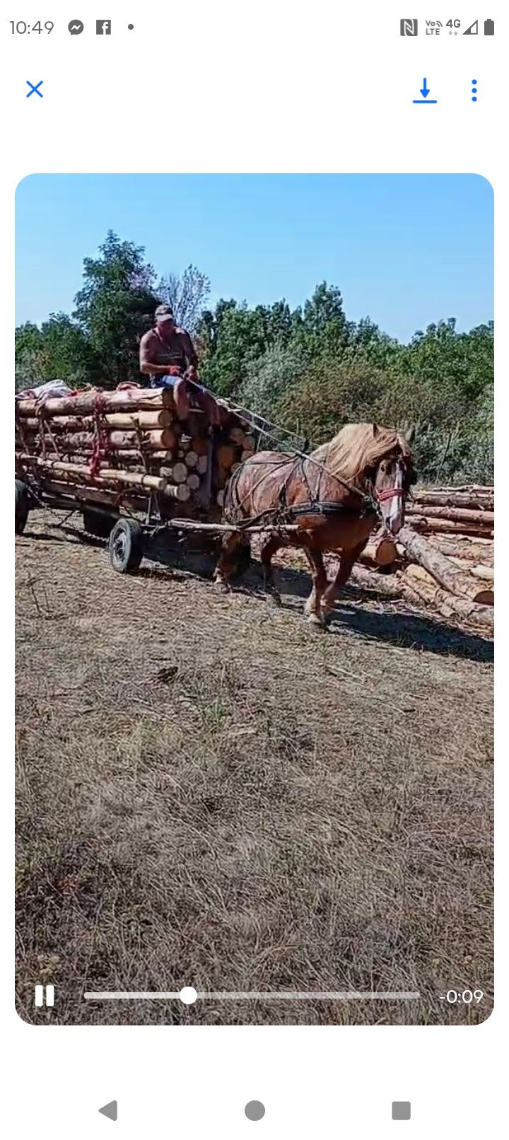 Iapa semigrea vârstă 7ani