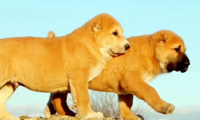 Щенки алабая тяжи