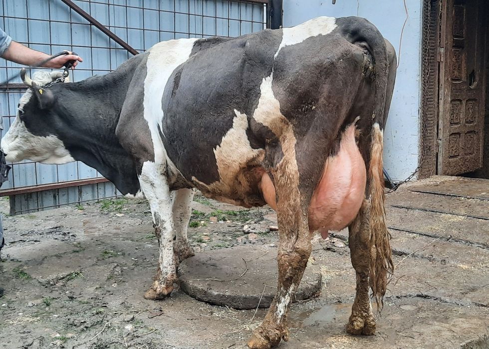 Vacă  de  Lapte!!