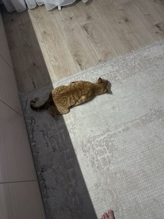 Котик в добрые руки