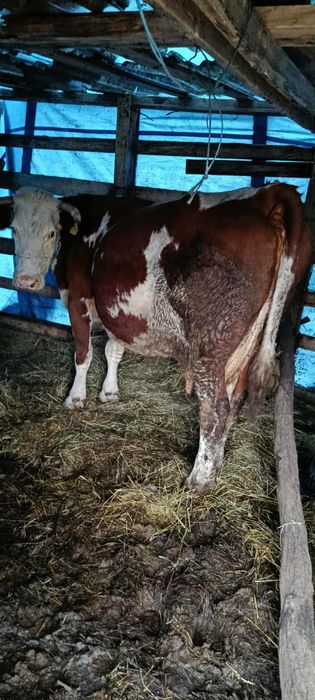 Vaca de vânzare  gestanta