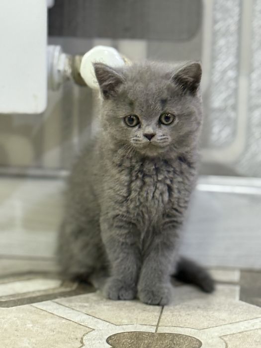 Skotish strayt mushukcha