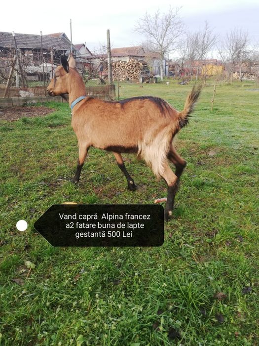 Vând 7 capre și un țap