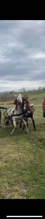 Cal castrat de vanzare