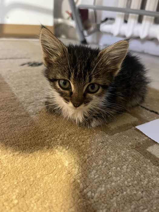 Отдам котенка. 2 месяца. К песку приучен