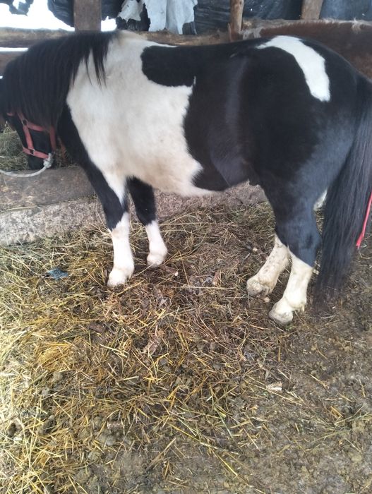 Vând ponei castrat de 4 ani