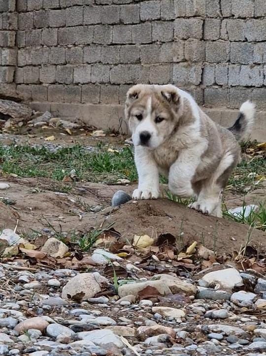 Туркман алабай болалари сотилади