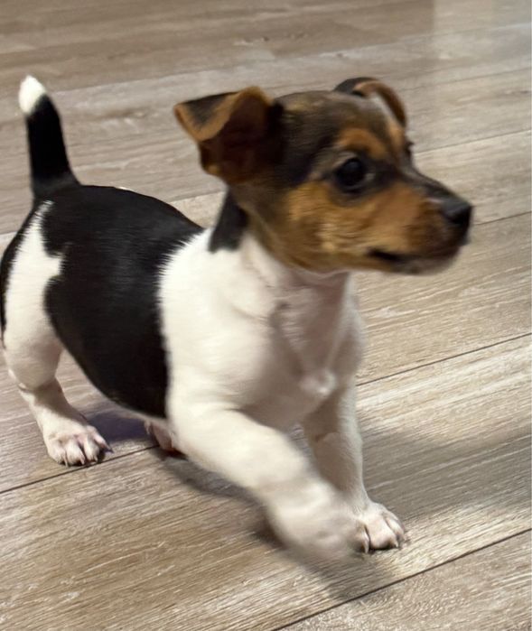 Малък Джак Ръсел териер