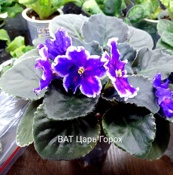 Продам сортовые фиалочки