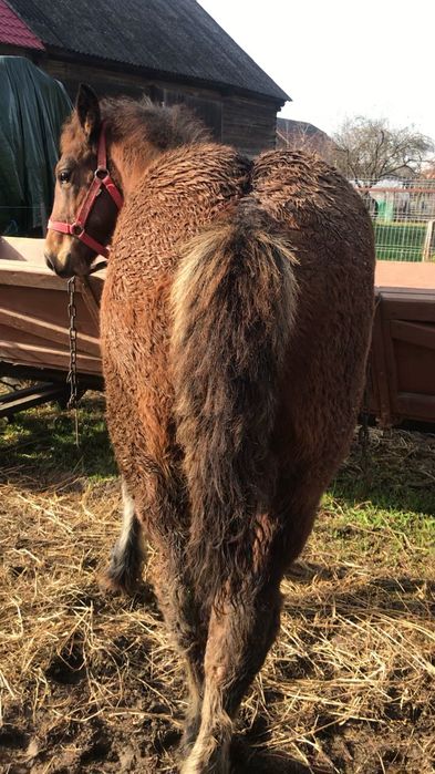 mânz de 5 luni de vanzare