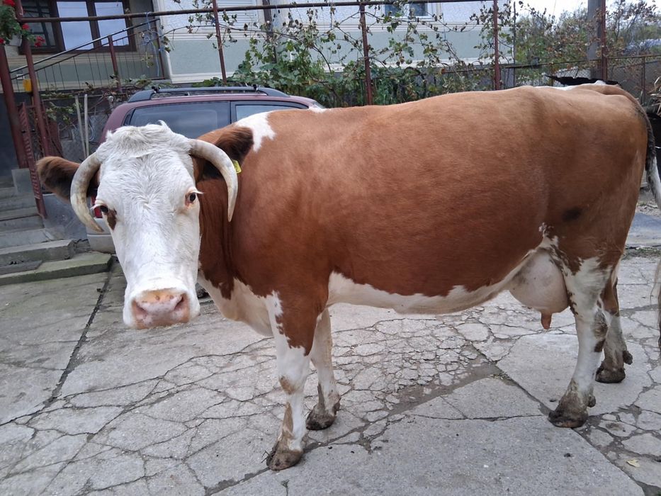 Vand vaca baltata romaneasca