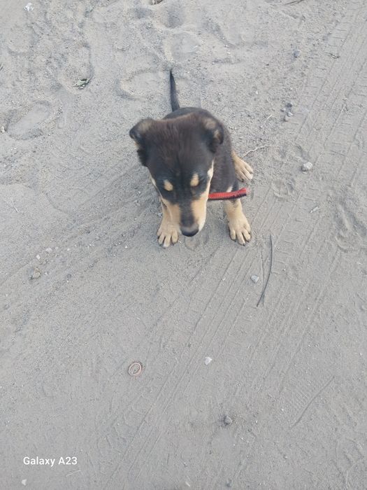 Ротвейлер 10 000 тг