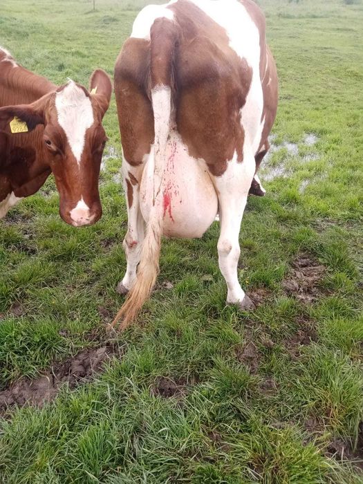 Vind vaci Red holstein.