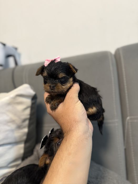 Йорки/Йоркширски териер