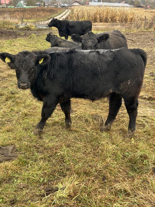 Vand 4 masculi si o femela angus